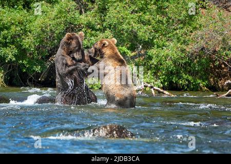 Orsi bruni (Ursus arctos horribilis) in piedi nel fiume lotta; Katmai National Park and Preserve, Alaska, Stati Uniti d'America Foto Stock