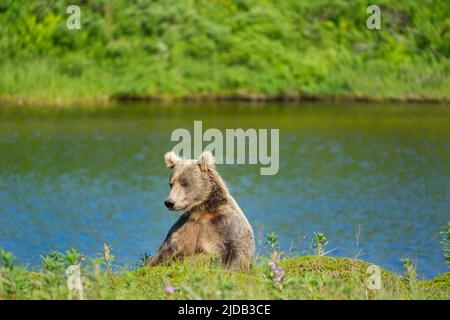 Orso bruno (Ursus arctos horribilis) seduto lungo la riva rilassandosi in una giornata di sole Foto Stock