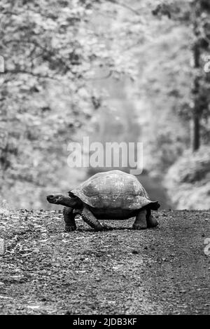 Tartaruga gigante delle Galapagos (Chelonoidis niger) che attraversa una strada sterrata nella foresta; Isole Galapagos, Ecuador Foto Stock