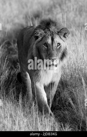 Ritratto di un leone (Panthera leo) che cammina verso la macchina fotografica lungo una pista erbosa nel campo di Klein; Serengeti, Tanzania Foto Stock