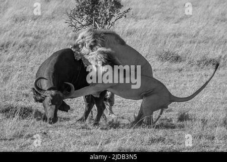 Due leoni (Panthera leo) attaccano un bufalo africano (Syncerus caffer) da dietro sulla savana del Klein's Camp; Serengeti, Tanzania Foto Stock