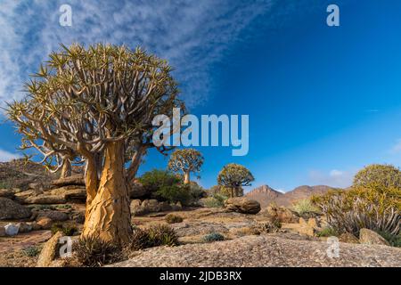 Alberi di Quiver (Aloidendron dichotomum) nella riserva naturale di Geogap vicino a Springbok a Namaqualand; Capo Settentrionale, Sudafrica Foto Stock