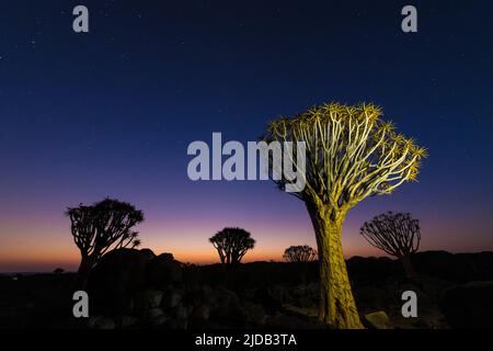 Alberi di Quiver (Aloidendron dichotomum) sotto un cielo stellato nella foresta degli alberi di Quiver, vicino a Keetmanshoop; Gariganus, Regione di Karas, Namibia Foto Stock