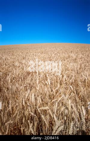 Campo di grano dorato contro un cielo blu brillante nella regione di Palouse; Whitman County, Stato di Washington, Stati Uniti d'America Foto Stock