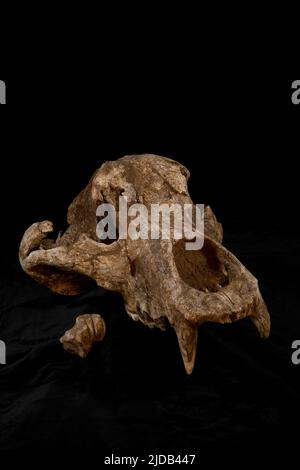 Questa è una fotografia del cranio dell'Orso accanto all'osso del cervo gigante o "Megaloceros", con le incisioni di Neanderthal scolpite. Queste ossa ... Foto Stock