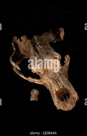 Questa è una fotografia del cranio dell'Orso accanto all'osso del cervo gigante o "Megaloceros", con le incisioni di Neanderthal scolpite. Queste ossa ... Foto Stock