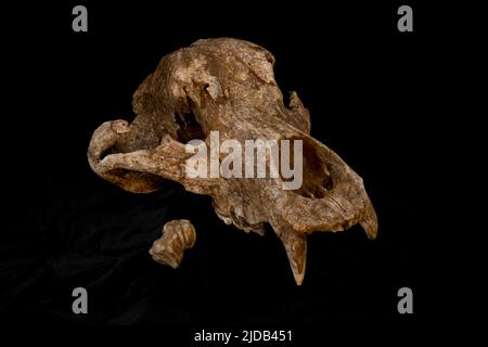 Questa è una fotografia del cranio dell'Orso accanto all'osso del Cervo gigante o "Megaloceros", con l'incisione di Neanderthal scolpita. Queste ossa... Foto Stock