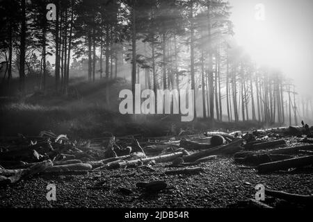 Immagine in bianco e nero dei raggi del sole mattutino attraverso la nebbia mattutina nell'Olympic National Park sulla costa di Washington Foto Stock