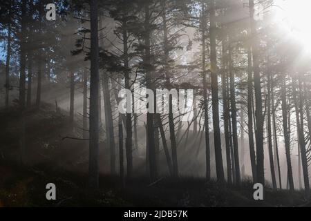 I raggi del sole, pieni di nebbia, attraversano gli alberi costieri di Ruby Beach sulla penisola Olympic, Olympic National Forest, Washington State Foto Stock