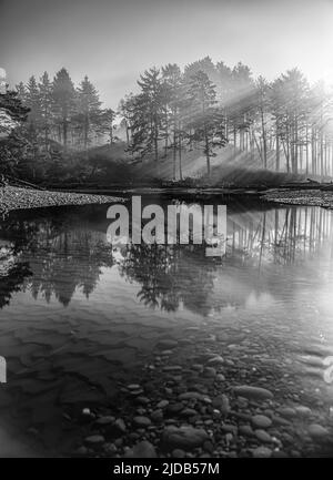 Immagine in bianco e nero dei raggi del sole del mattino attraverso la nebbia del mattino riflessa su Cedar Creek nell'Olympic National Park sulla costa di Washington Foto Stock