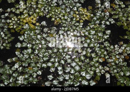 Piante sulla superficie del lago. Alghe sull'acqua nel bagliore del sole. Piante sulla superficie del lago in bagliore al sole. Foto Stock