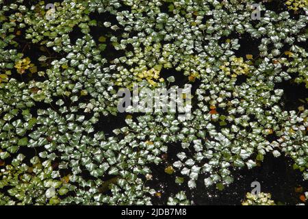 Piante sulla superficie del lago. Alghe sull'acqua nel bagliore del sole. Piante sulla superficie del lago in bagliore al sole. Foto Stock