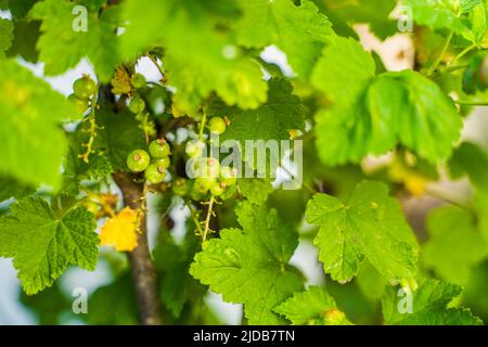 Bacche di ribes nero di colore verde maturano da vicino su un ramo di un cespuglio Foto Stock