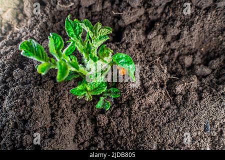 Germoglio fresco di patate infettato con uova del coleottero di patate Colorado cresce nel terreno nel letto giardino Foto Stock