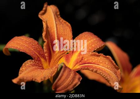 Primo piano del fiore arancione di un giglio (Hemerocallis), su sfondo scuro in natura. Gocce d'acqua brillano sul giglio Foto Stock