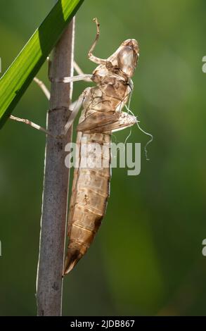 Primo piano di una conchiglia abbandonata di una larva libellula. Il guscio asciutto è appeso ad un gambo. Lo sfondo è chiaro. La luce brilla attraverso il case. Foto Stock