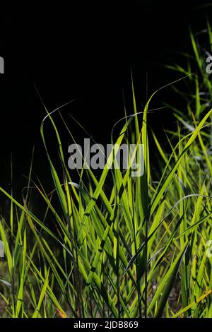 Molte lame verdi di erba crescono all'aperto contro uno sfondo scuro Foto Stock