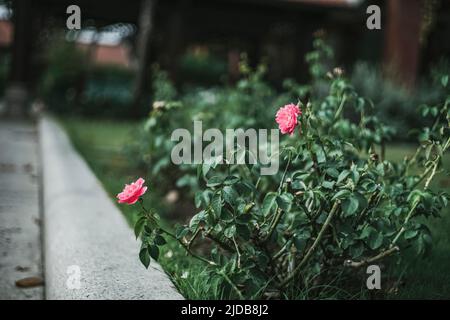 La rosa fiorisce al sole del mattino nel bellissimo giardino Foto Stock