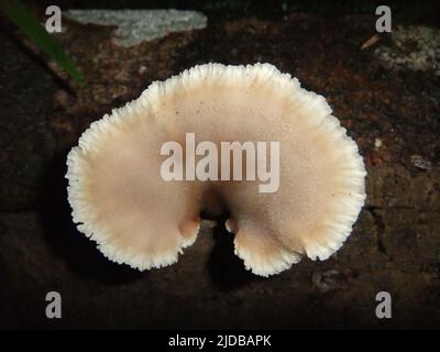 Staffa funghi isolati su uno sfondo nero dalle giungle del Belize, America Centrale Foto Stock