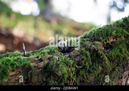 Candlesnuff Fungus (Xylaria hypoxylon) su un albero coperto di muschio morto Foto Stock