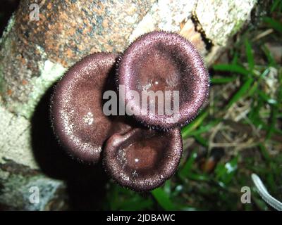 Primo piano di tre funghi isolati su un albero caduto dalle giungle del Belize, America Centrale Foto Stock