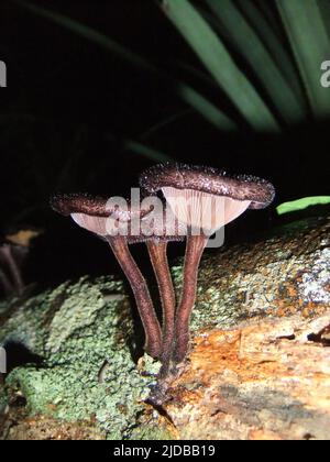 Vista laterale di tre funghi isolati su uno sfondo naturale scuro dalle giungle del Belize, America Centrale Foto Stock