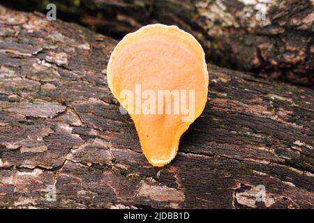 Funghi a staffa arancione singolo con un naturale dalle giungle del Belize, America Centrale Foto Stock