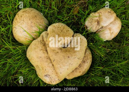 tre giganti funghi porfall su sfondo di erba naturale Foto Stock