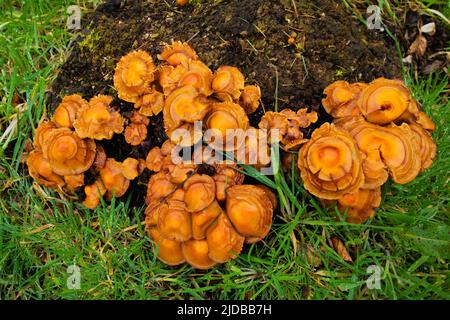 Vista dall'alto del fungo del miele (Armillaria mellea) che cresce su un vecchio ceppo di albero con l'erba sullo sfondo Foto Stock