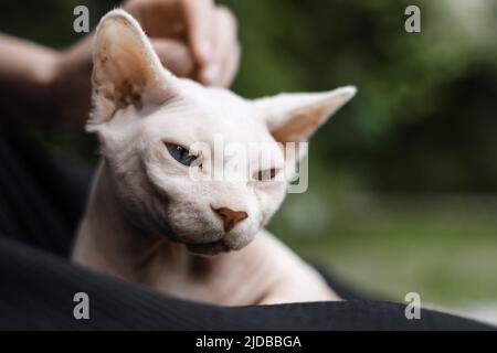 Primo piano ritratto di gatto sfinge, in erba verde, passeggiate all'aperto. Accarezzare a mano Foto Stock