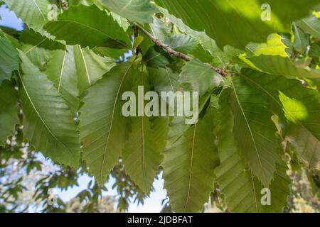 Castagno spagnolo conosciuto anche come castagno dolce (Castanea sativa) nel parco del ranch di Ragle a Sebastopol, California, USA. Foto Stock