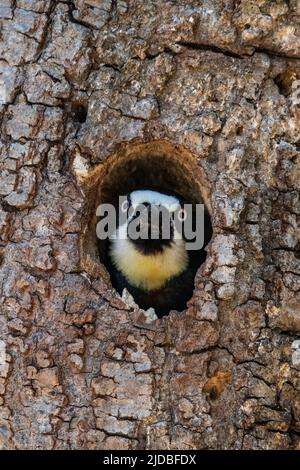 Un picchio acorno (Melanerpes formicivorus) che guarda fuori dal buco dell'albero dove si annidano nella contea di Sonoma, California, USA. Foto Stock