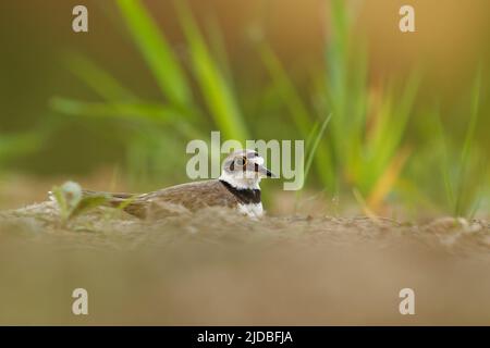 Piccolo anello Plover - Charadrius dubius piccolo uccello di guado nel lago di acqua dolce, nutrimento e nidificazione, seduto sulle uova sul lato dello stagno ea Foto Stock