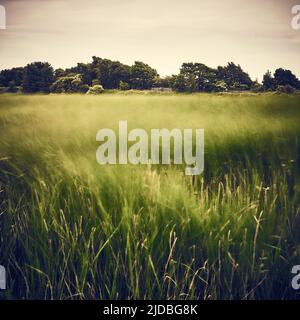 Erba commovente di fronte all'area boschiva di sfondo Foto Stock