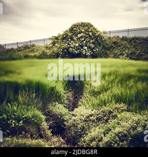 Vento che soffia attraverso alte erbe di palude Foto Stock