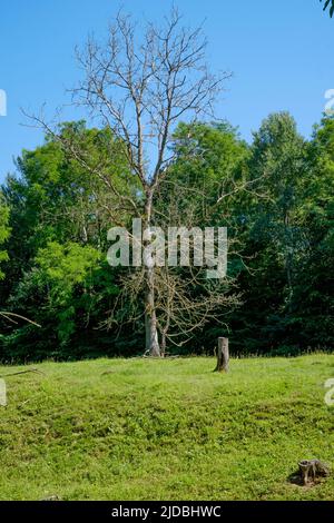 solitario albero morto solitario in piedi dritto in campo con copse dietro la contea zala ungheria Foto Stock