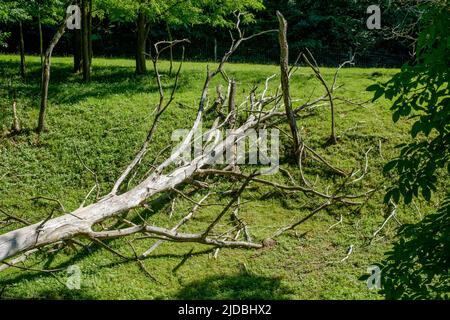 alberi morti e caduti nella campagna rurale copse zala contea ungheria Foto Stock