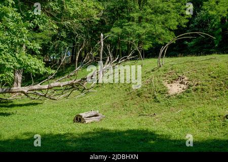 alberi morti e caduti nella campagna rurale copse zala contea ungheria Foto Stock