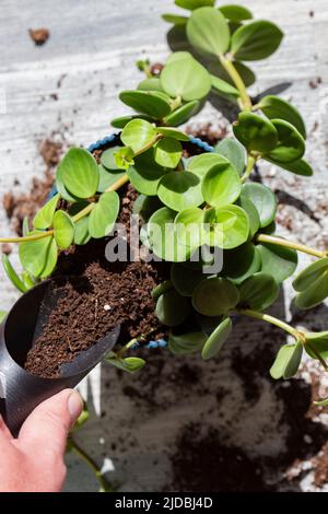 Peperomia tetrafilla, conosciuta come ghianda o peperomia a quattro foglie, piantata in un vaso blu al chiuso. Foto Stock