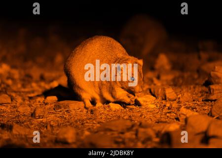Mala fuori per il cibo di notte Foto Stock