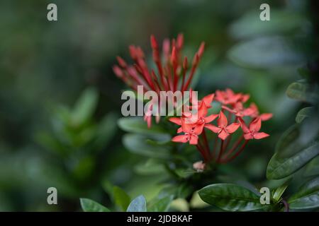 Primo piano West Indian Jasmine Flowers isolato sullo sfondo Foto Stock