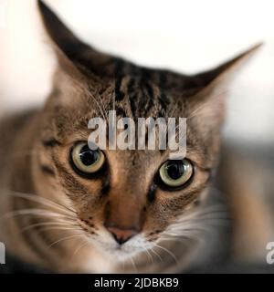 Primo piano testa di gatto tabby isolato sullo sfondo. Foto Stock