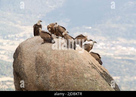 Griffon avvoltoi su una grande roccia in una foresta montana mediterranea con la prima luce di una giornata di primavera Foto Stock