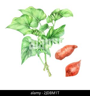 Dolce potatoe bush acquerello illustrazione su sfondo bianco. Batata vegetale crudo rosso, radice, pianta da giardino dipinta a mano. Elemento di design per m Foto Stock