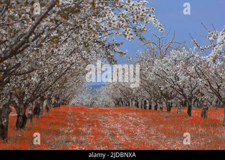 Francia, Vaucluse Ciliegi, il frutteto in fiore Foto Stock