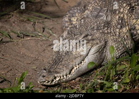 Il coccodrillo siamese (Crocodylus siamensis) testa, coccodrillo d'acqua dolce originario del sud-est asiatico, criticamente minacciato rettile semiacquatico nella fam Foto Stock