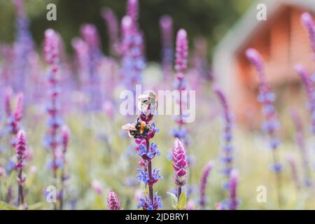 Le api di miele atterrano su piante di salvia viola al Northumberland Park a North Shields, Tyne e indossare Foto Stock