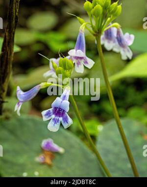 Tetranema Roseum o Mexican Foxglove con base in messico, Honduras - (SYN T. mexicanum) Foto Stock