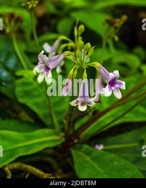 Tetranema Roseum o Mexican Foxglove con base in messico, Honduras - (SYN T. mexicanum) Foto Stock