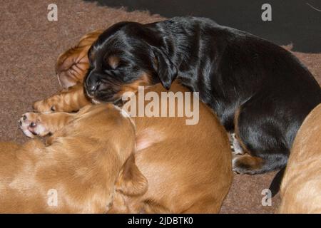 Due settimane marrone, nero, bianco, cocker lavoro spaniel cuccioli dormire, Berkshire, dicembre Foto Stock